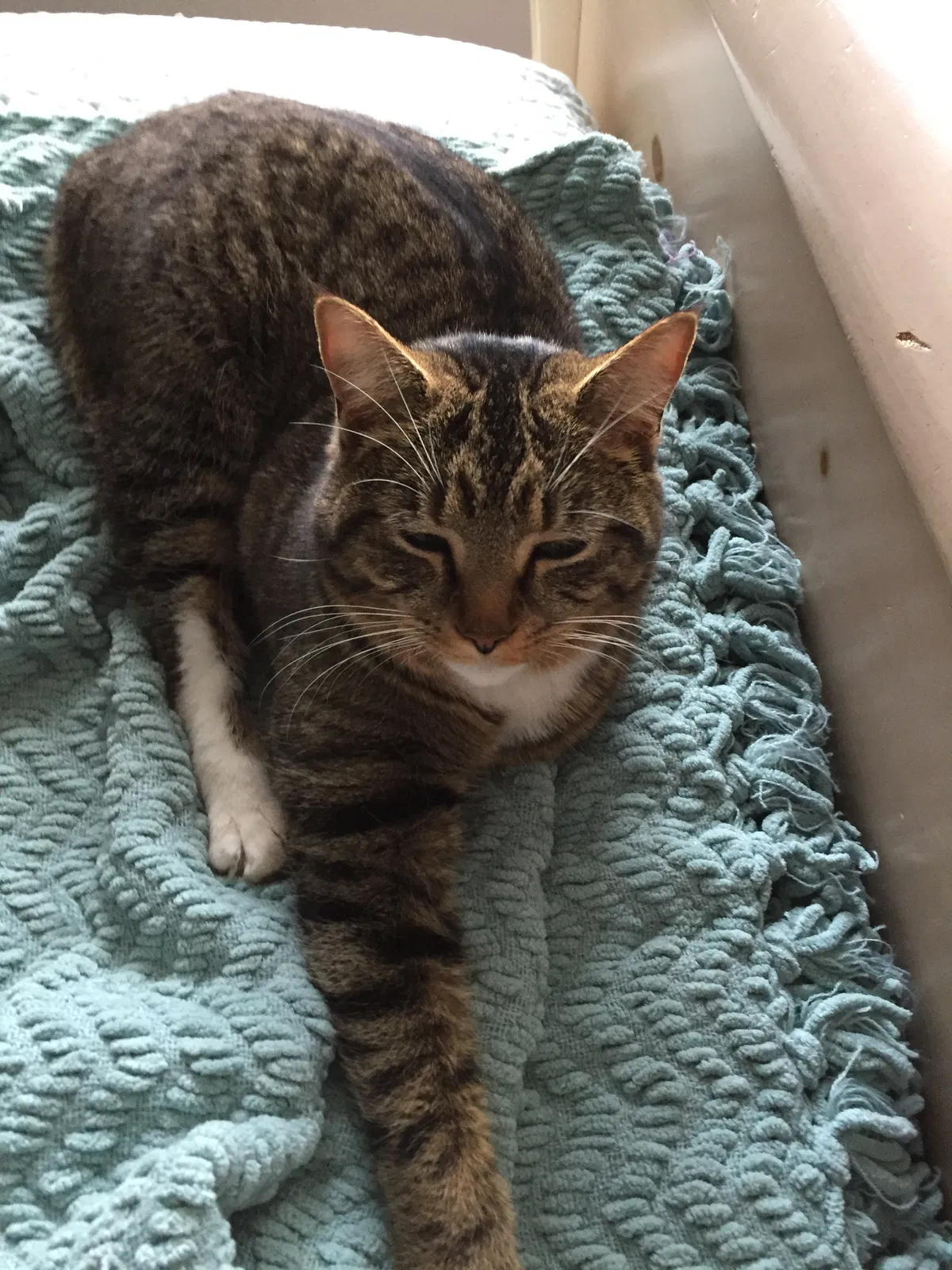 Lost cat in Sterling, VA, 20165