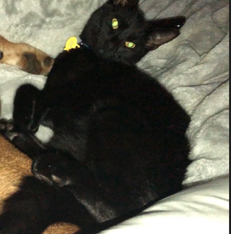 Lost cat in Smyrna, GA, 30080