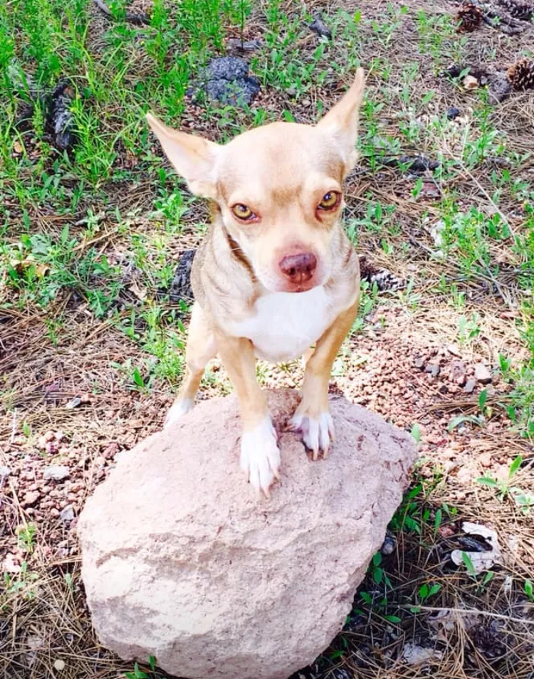Lost dog in Phoenix, AZ, 85040