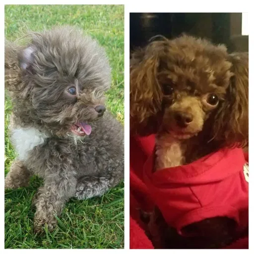 Lost dog in Estill Springs, TN, 37330