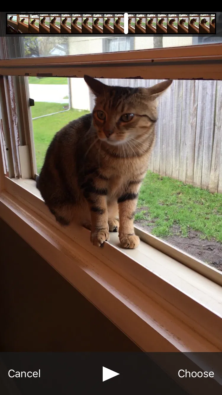 Lost cat in Racine, WI, 53406