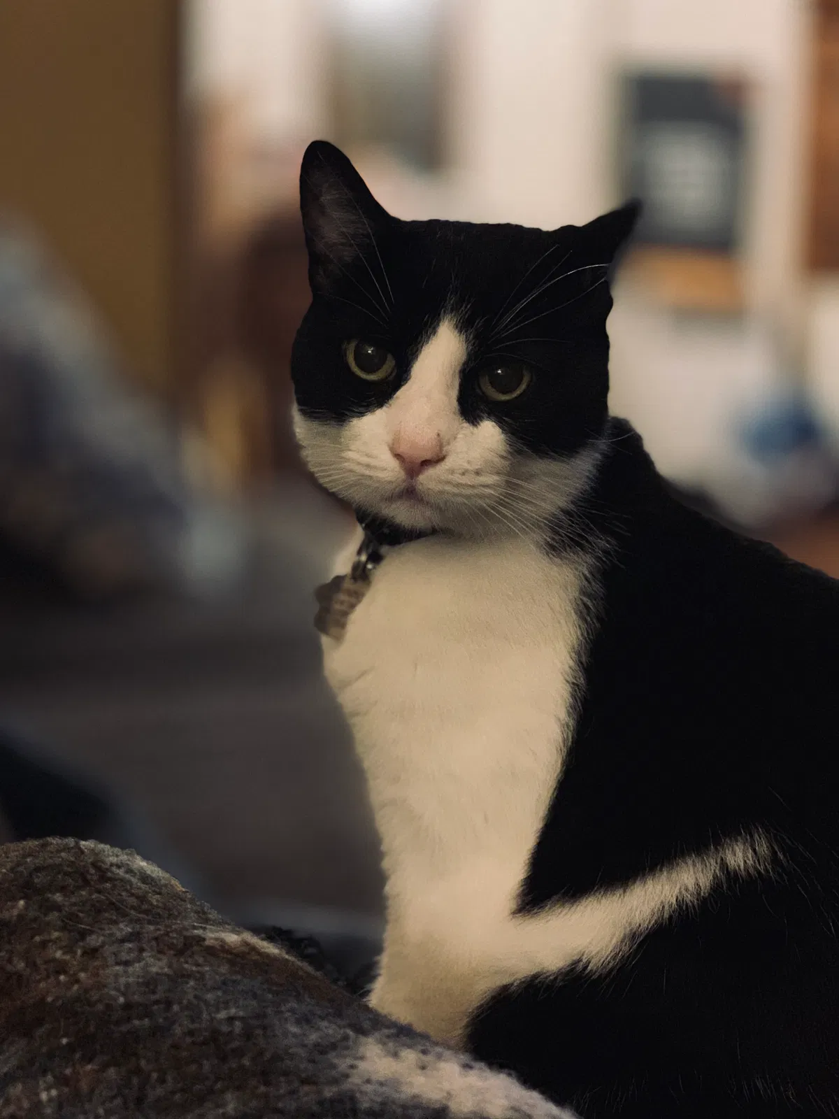 Lost cat in Lancaster, OH, 43130