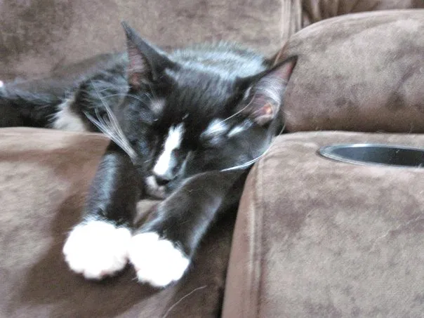 Lost cat in Laguna Niguel, CA, 92677