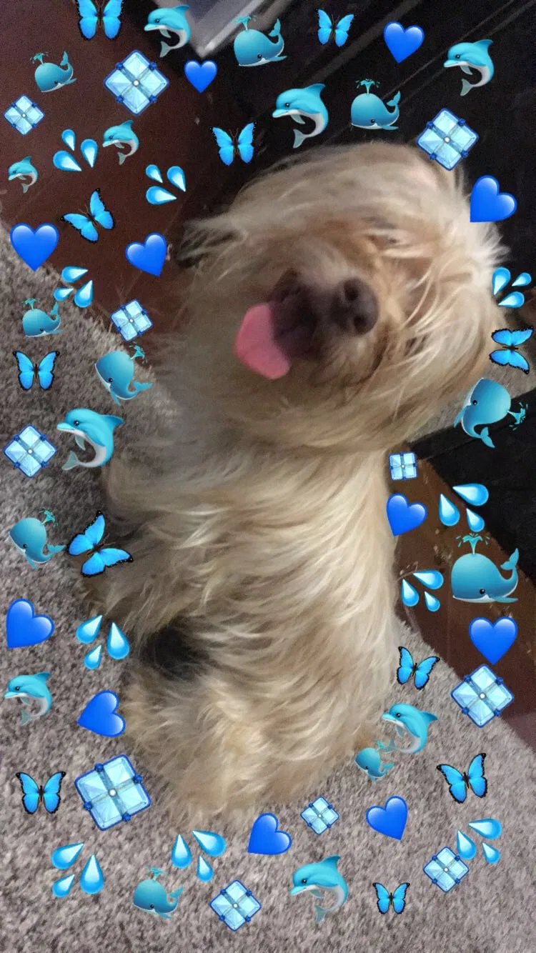 Lost dog in Orlando, FL, 32805
