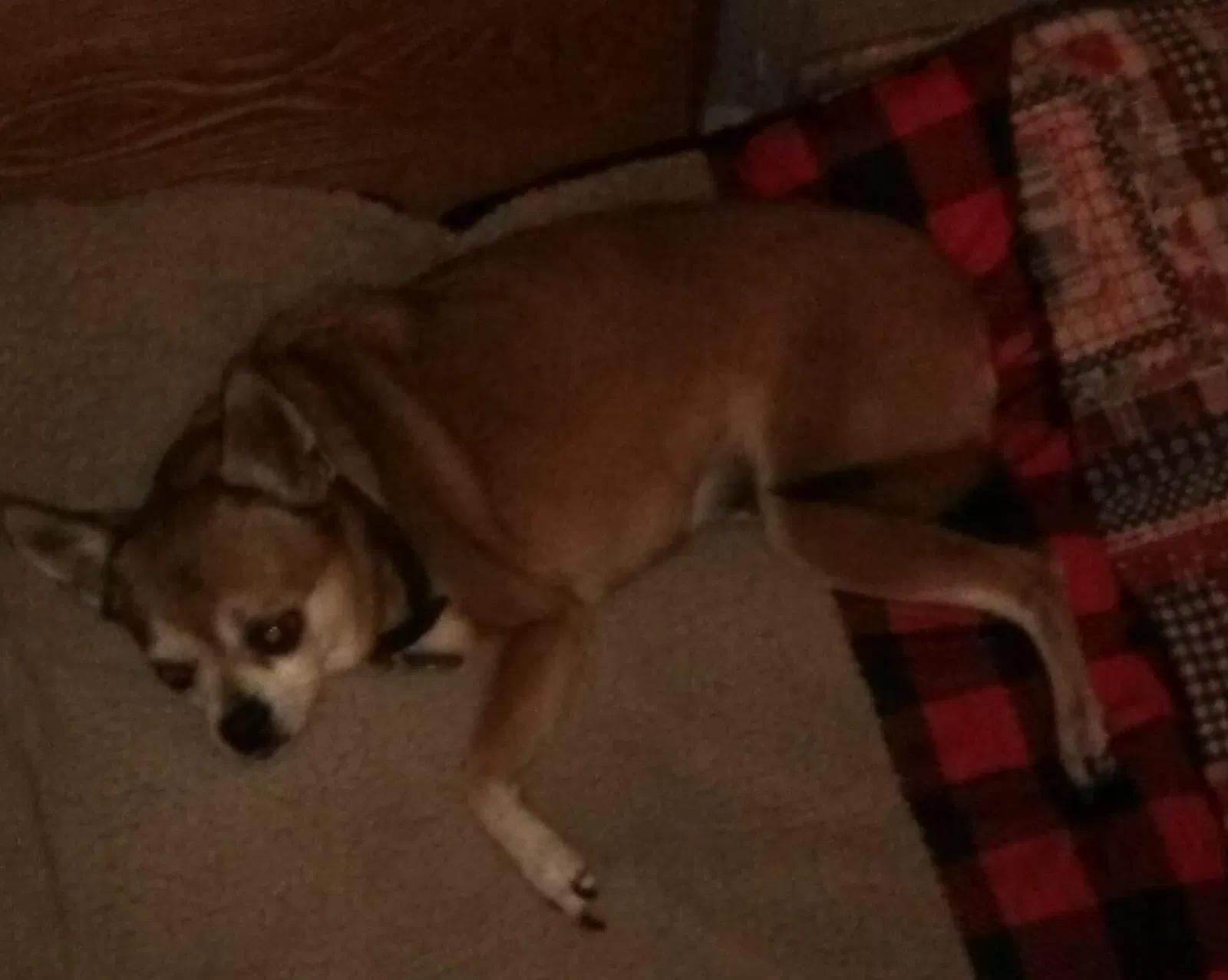 Lost dog in Mesa, AZ, 85213