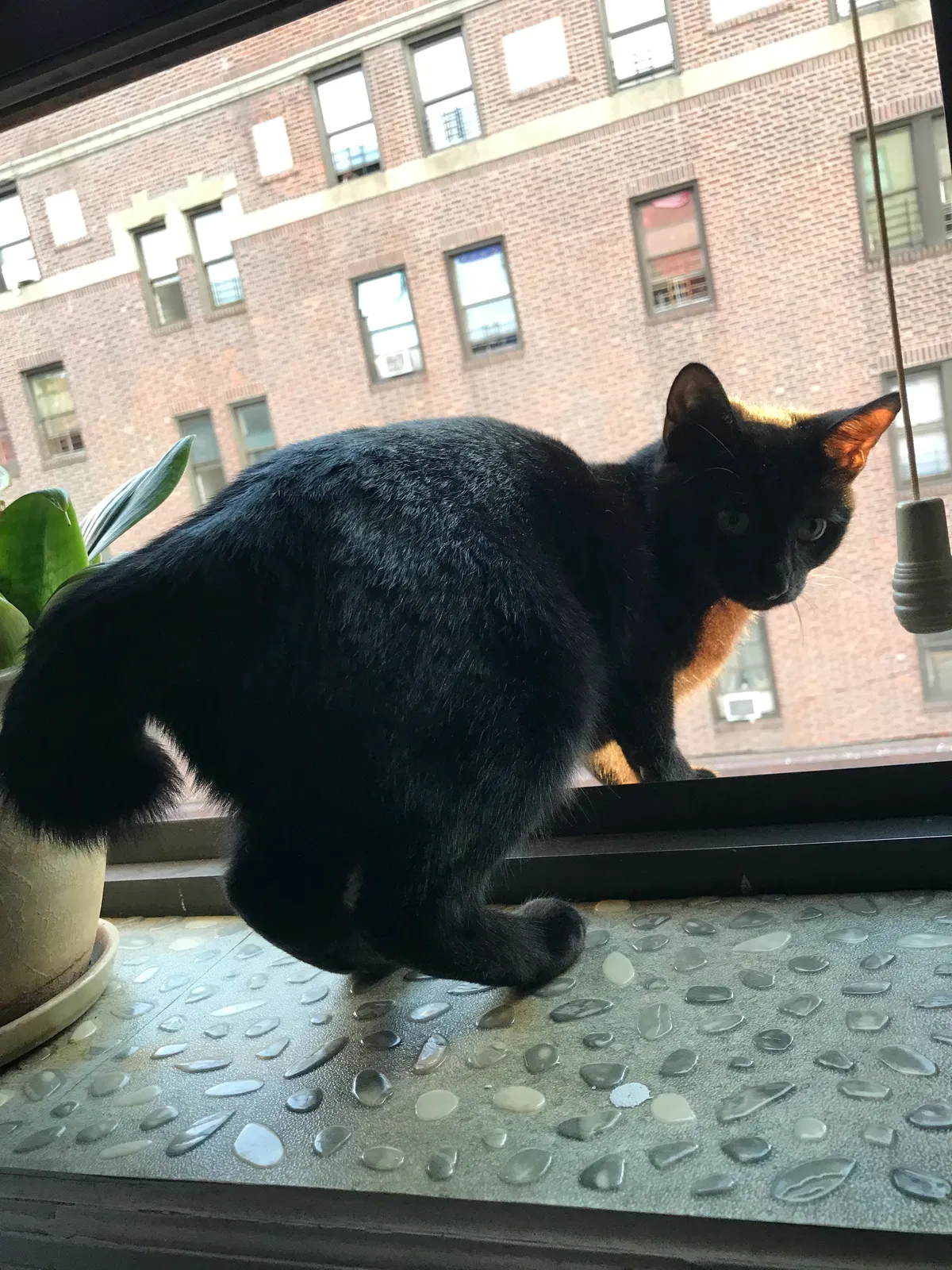 Lost cat in Yonkers, NY, 10705