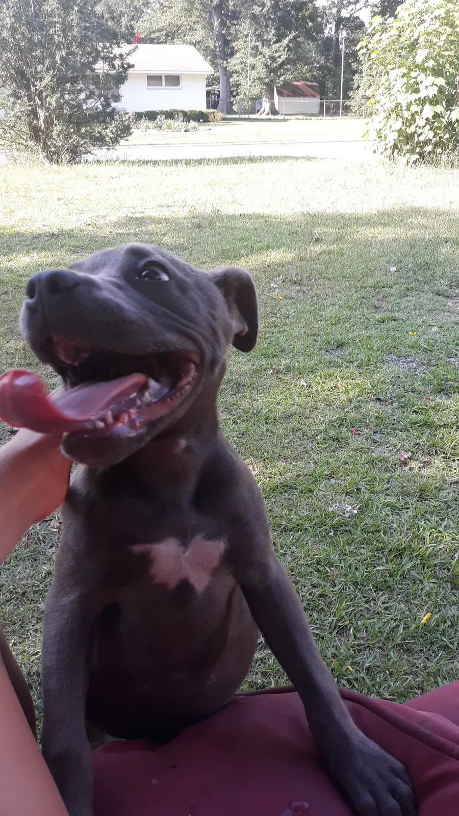 Found dog in Augusta, GA, 30904
