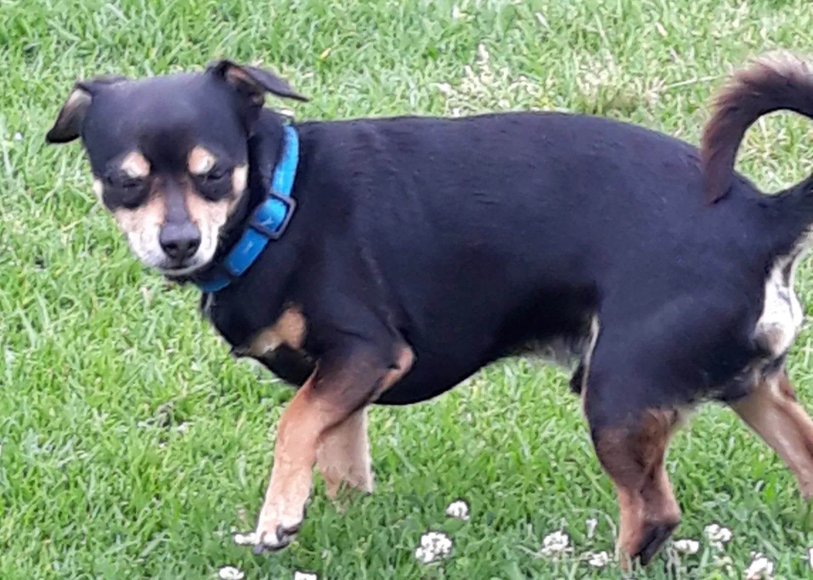 Lost dog in Sun Valley, CA, 91352