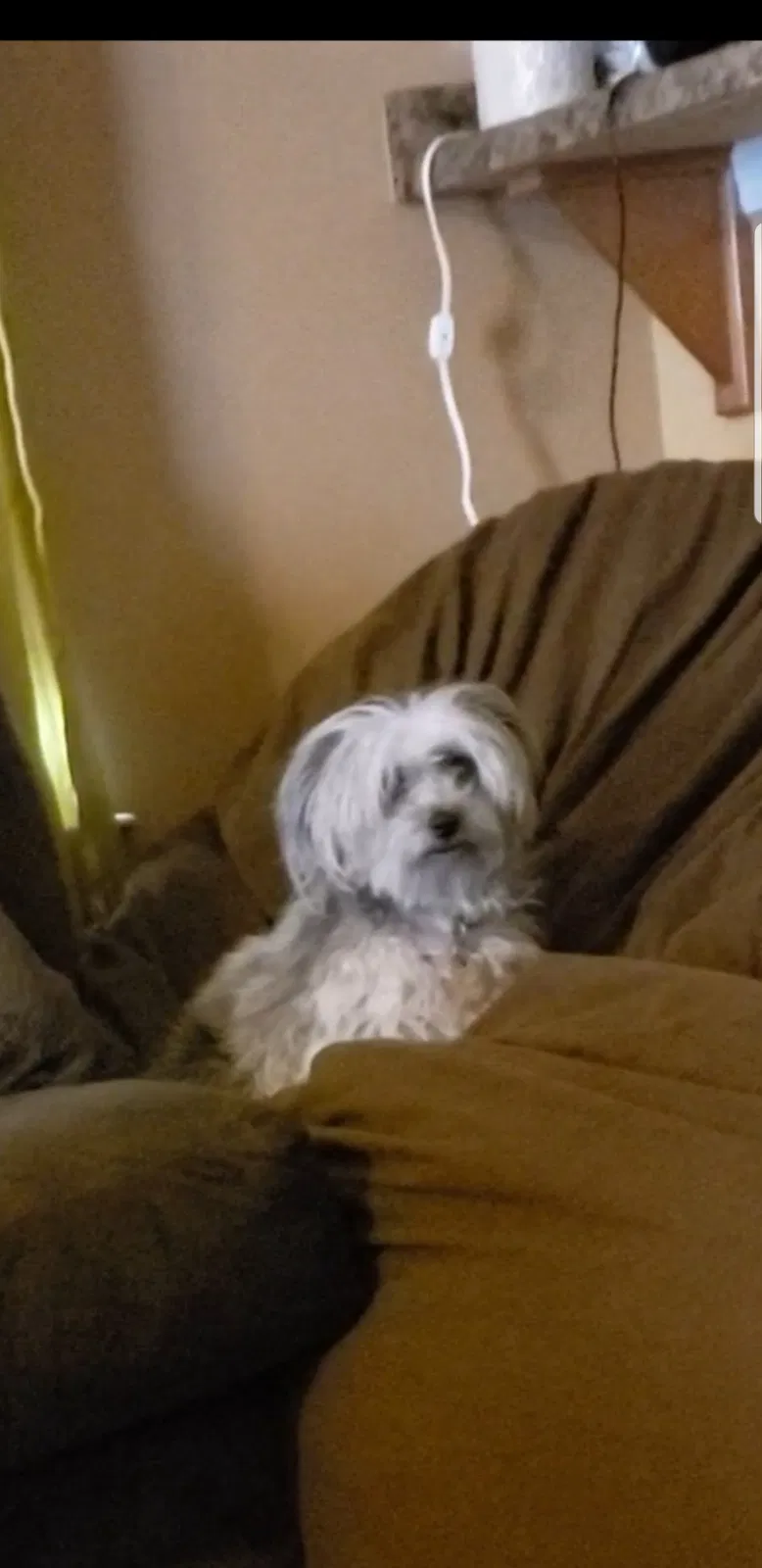 Lost dog in Little Rock, AR, 72204