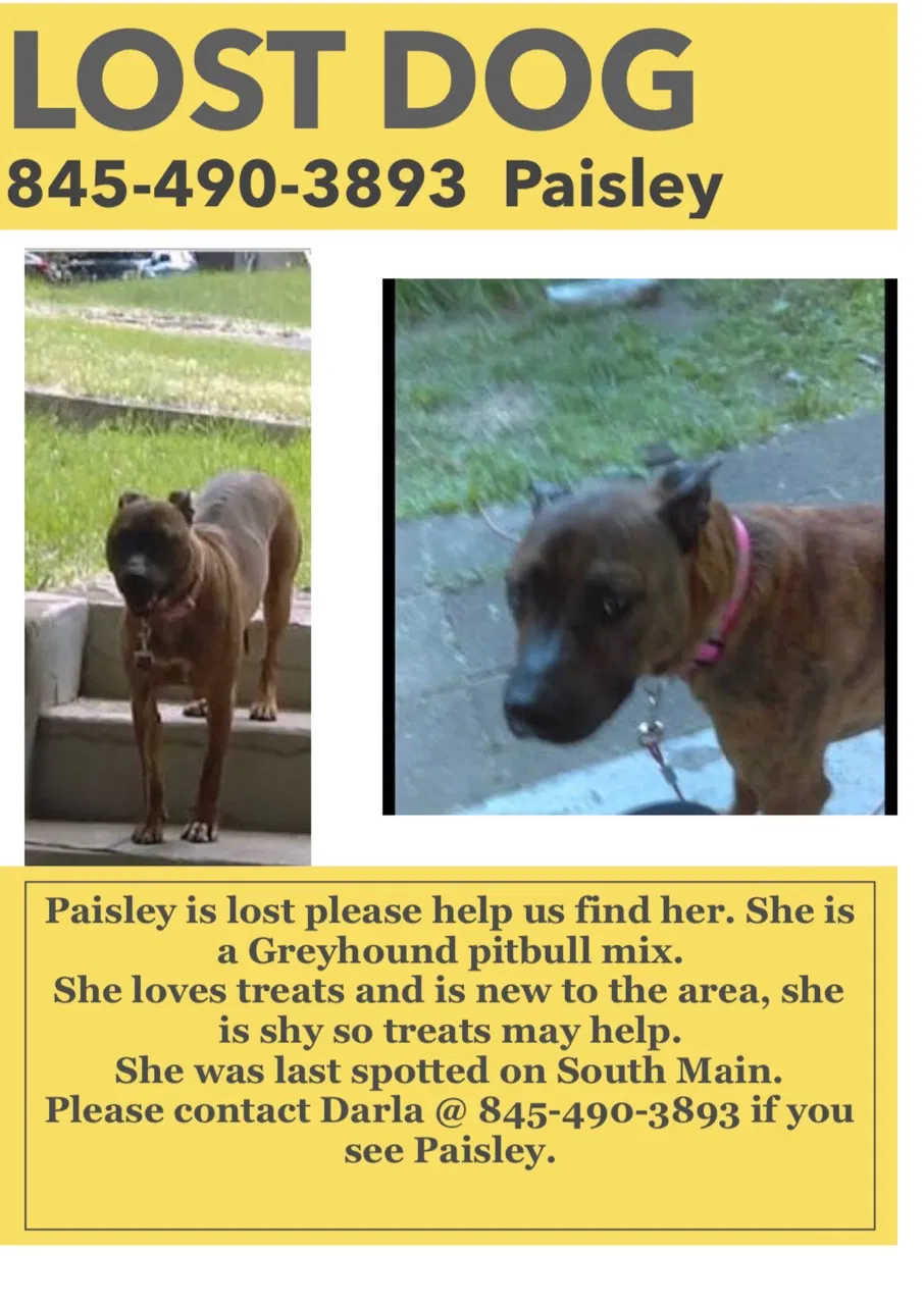 Lost dog in Albany, NY, 12205