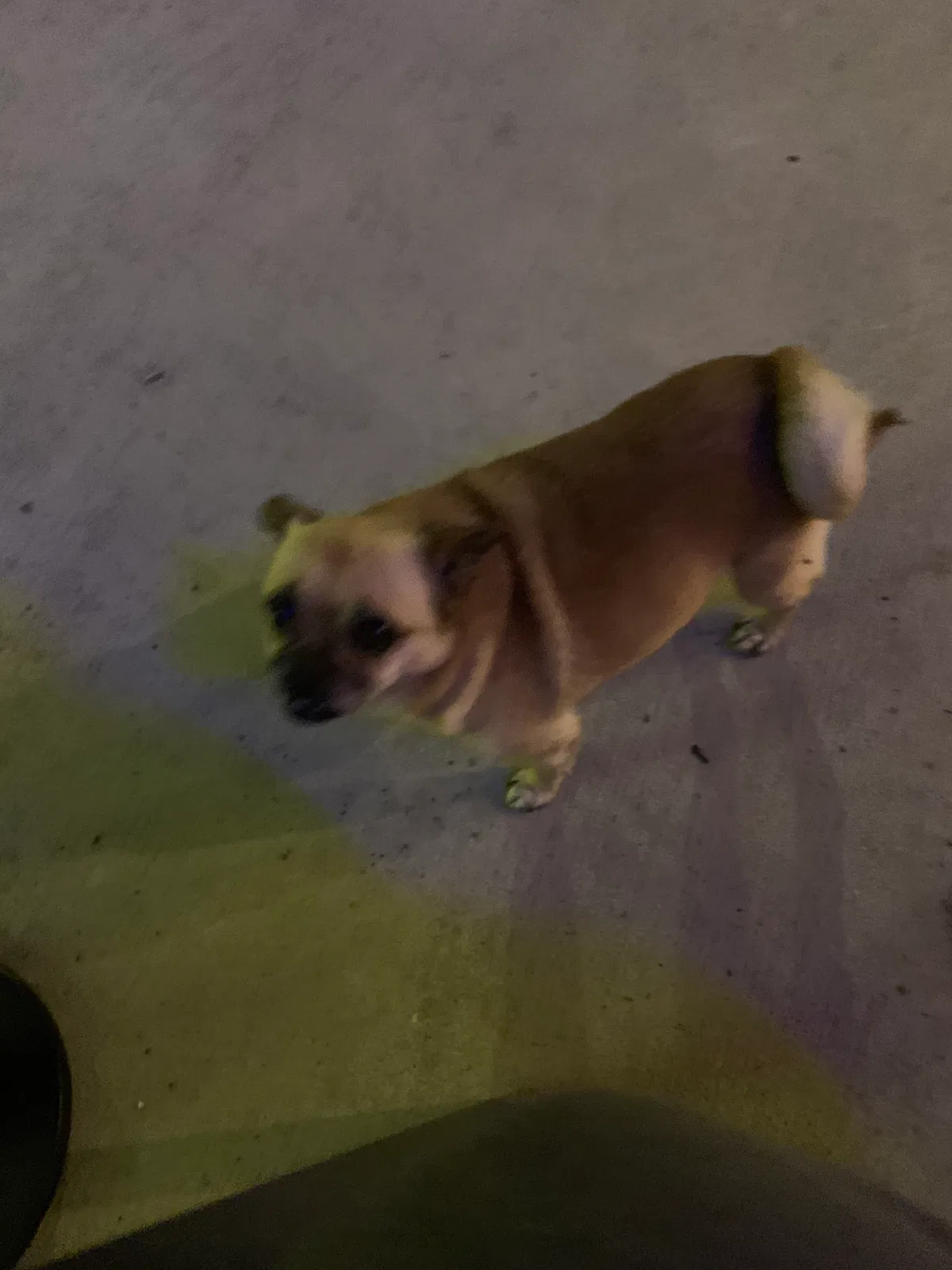 Found dog in Unknown, TX, 0