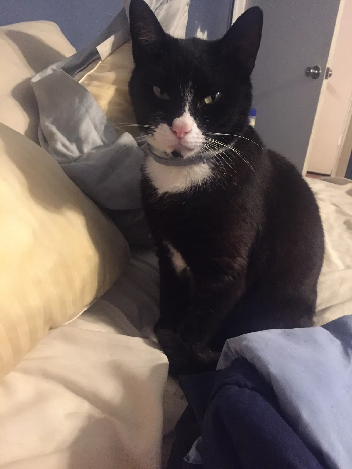 Lost cat in Chesapeake, VA, 23323