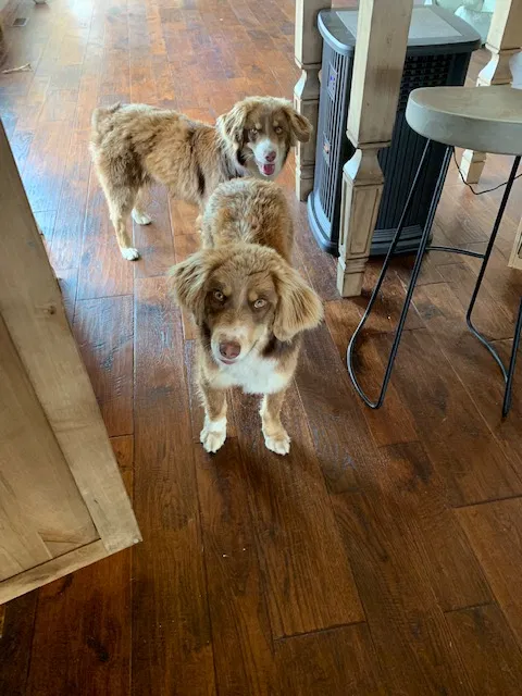 Found dog in Canon City, CO, 81212