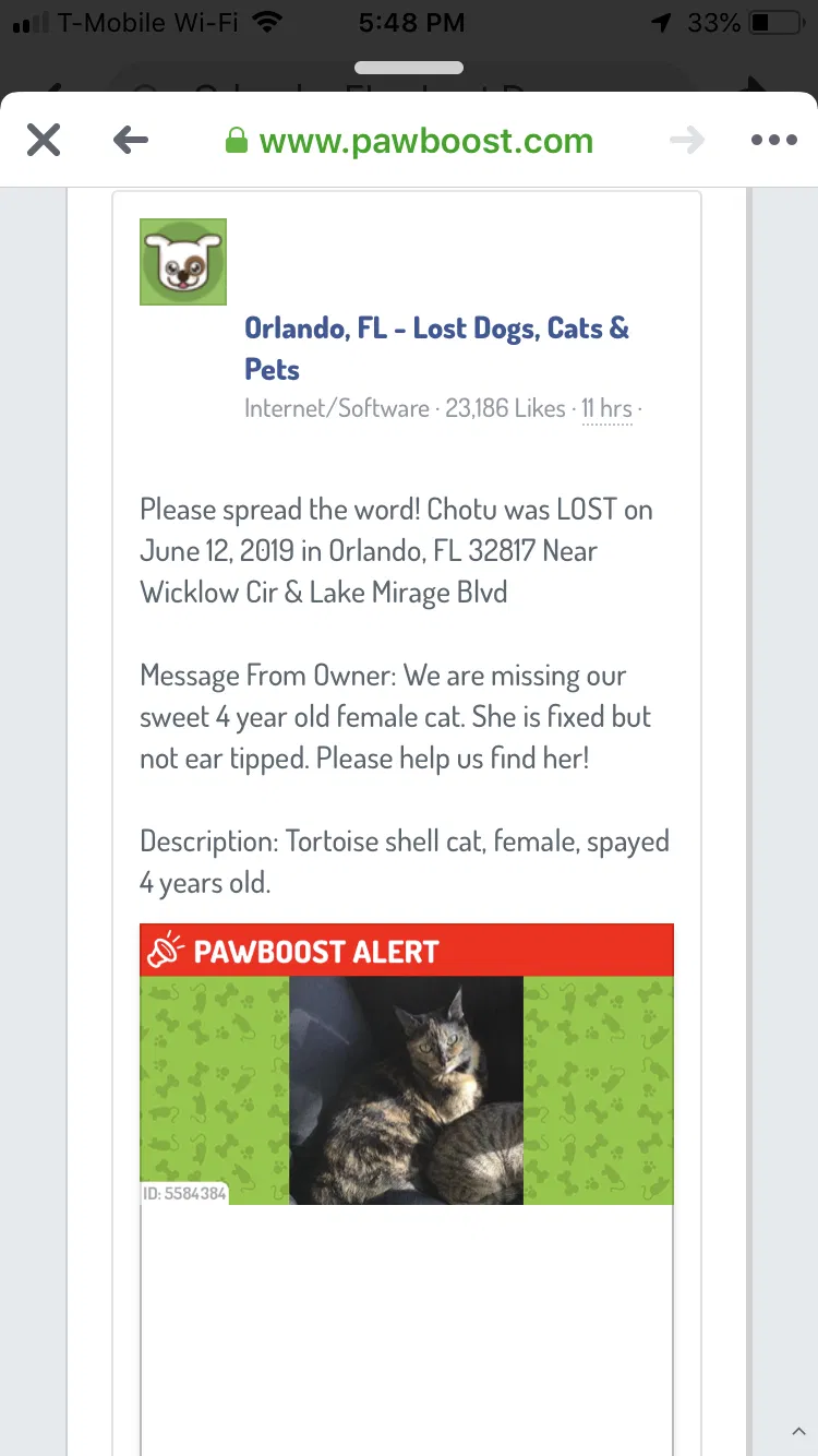 Lost cat in Orlando, FL, 32817