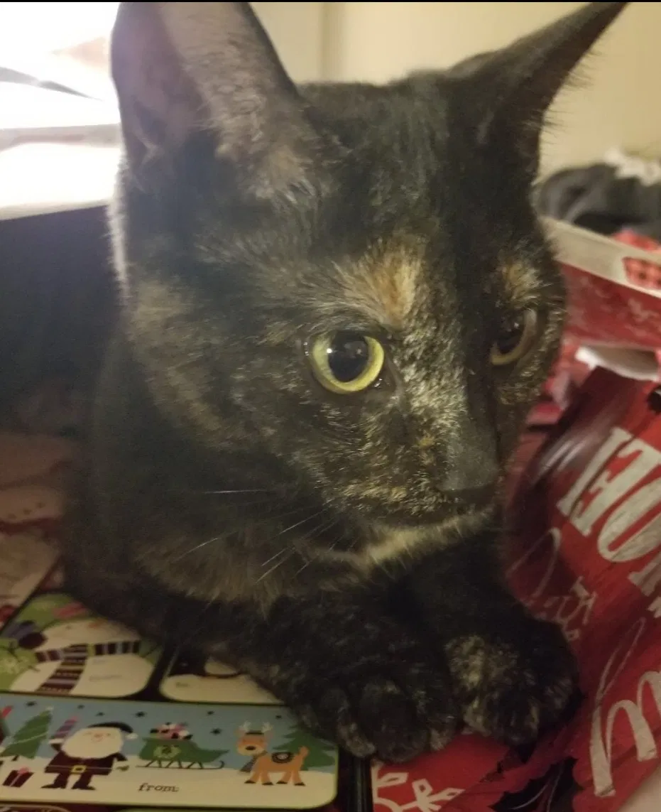 Lost cat in Mesa, AZ, 85209