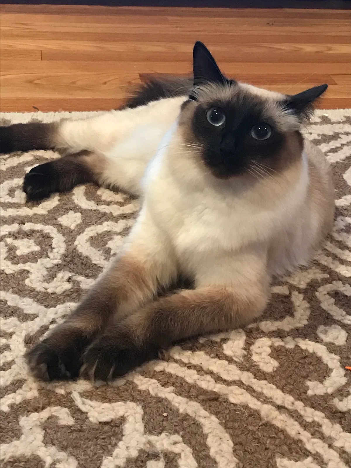 Lost cat in Kings Park, NY, 11754