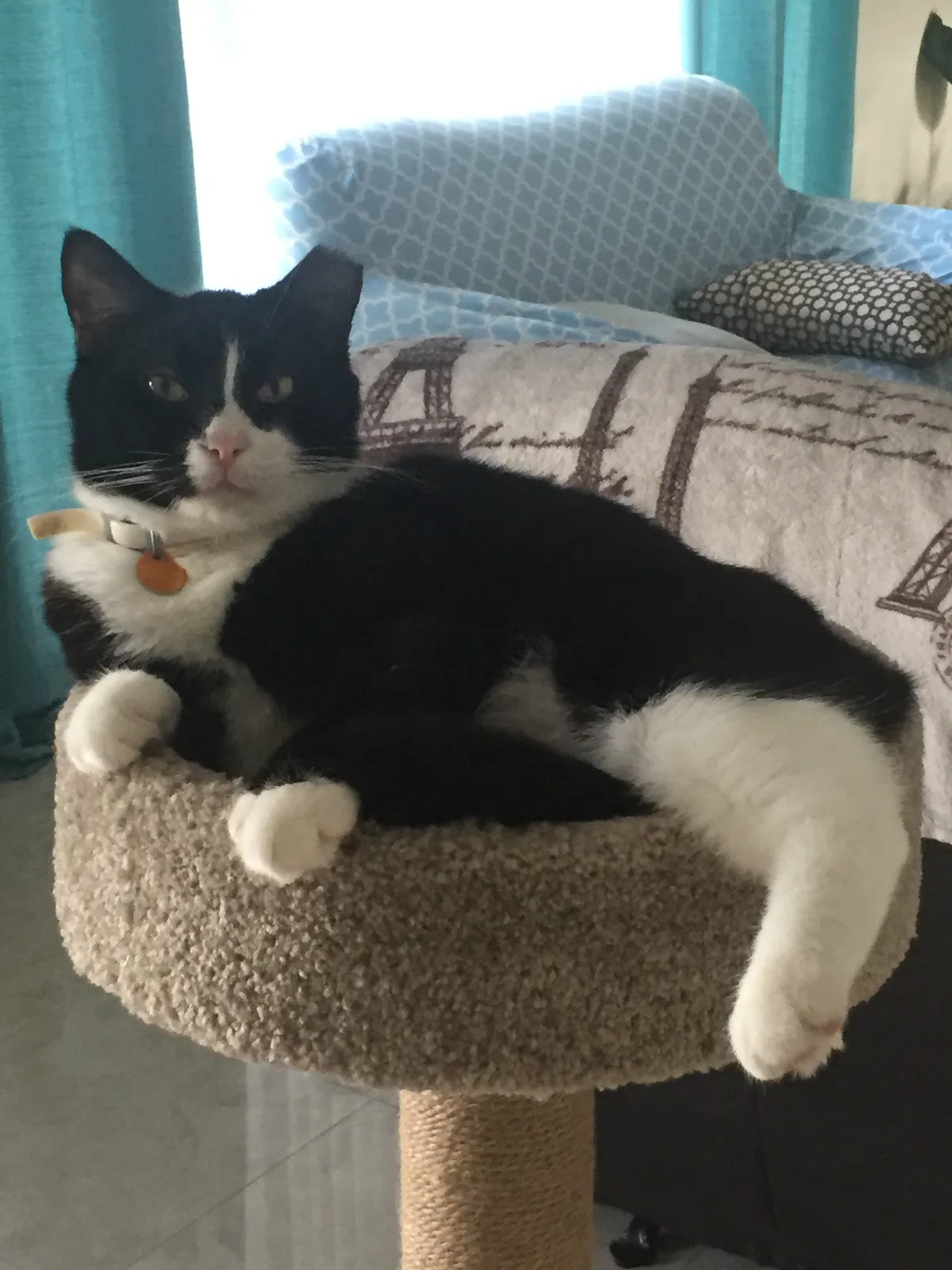 Lost cat in Orlando, FL, 32822