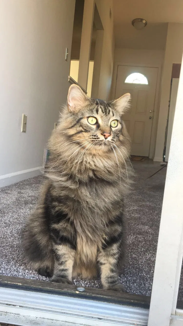 Lost cat in Kalamazoo, MI, 49006