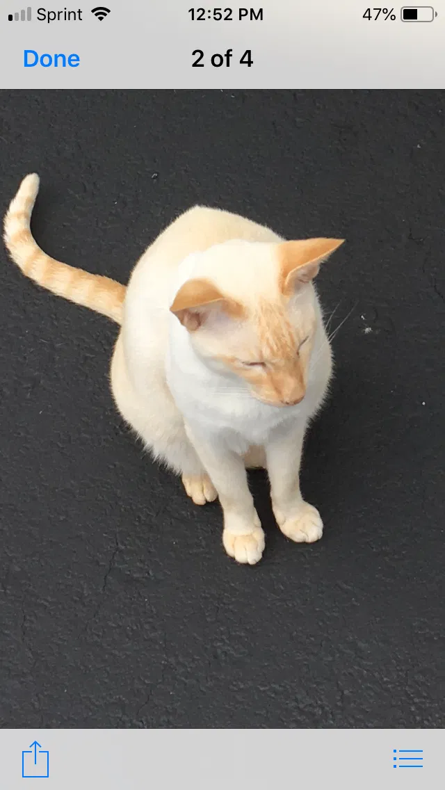 Lost cat in Huntingtown, MD, 20639