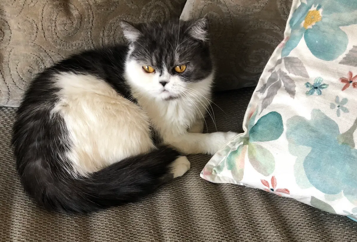 Lost cat in Riverside, NJ, 8075
