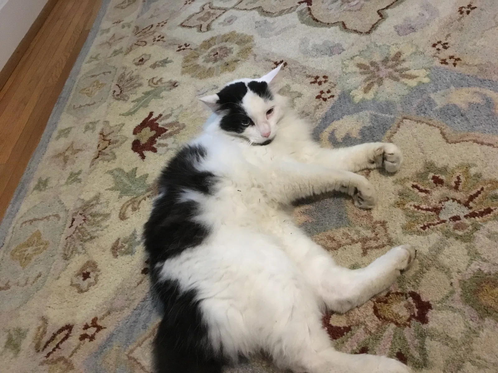 Lost cat in Cincinnati, OH, 45213