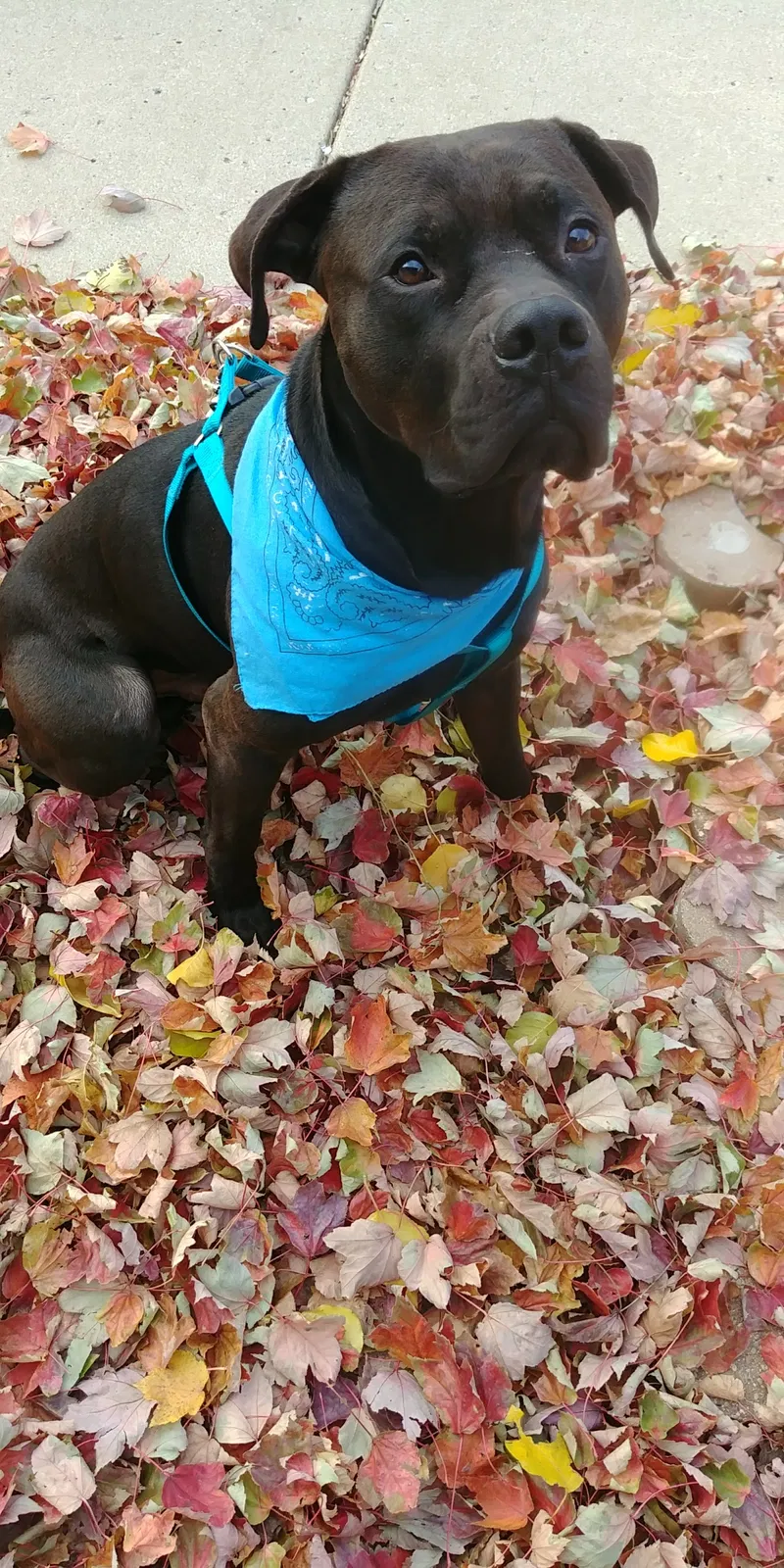 Lost dog in Whiting, IN, 46394