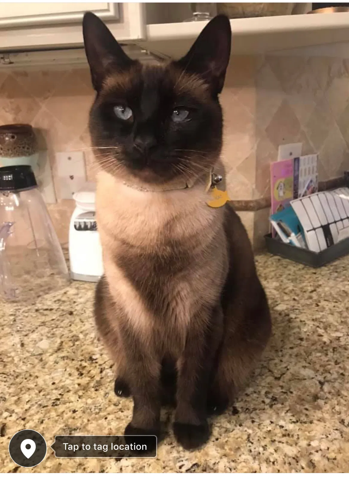 Lost cat in Dacula, GA, 30019