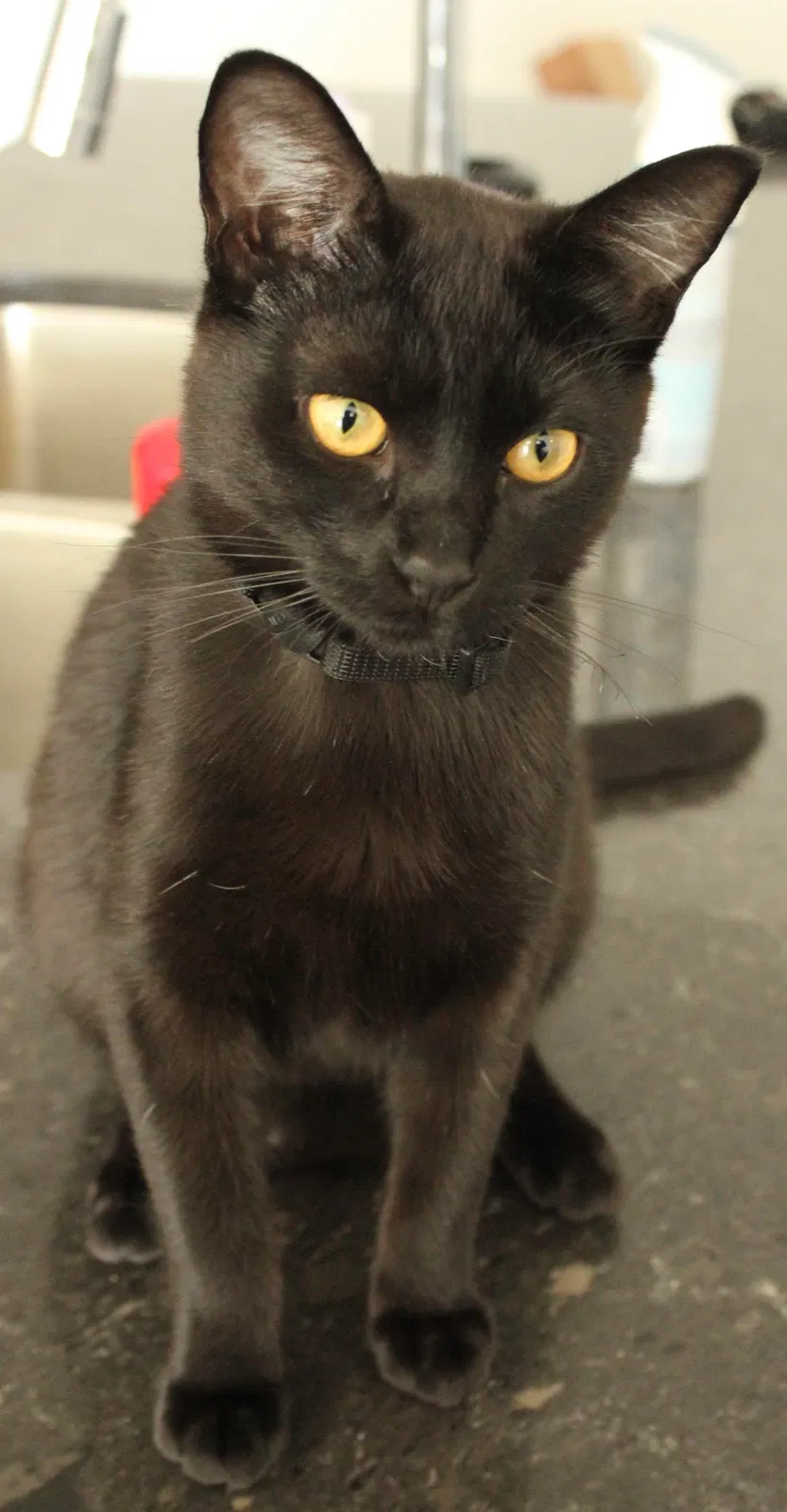 Lost cat in Salt Lake City, UT, 84102