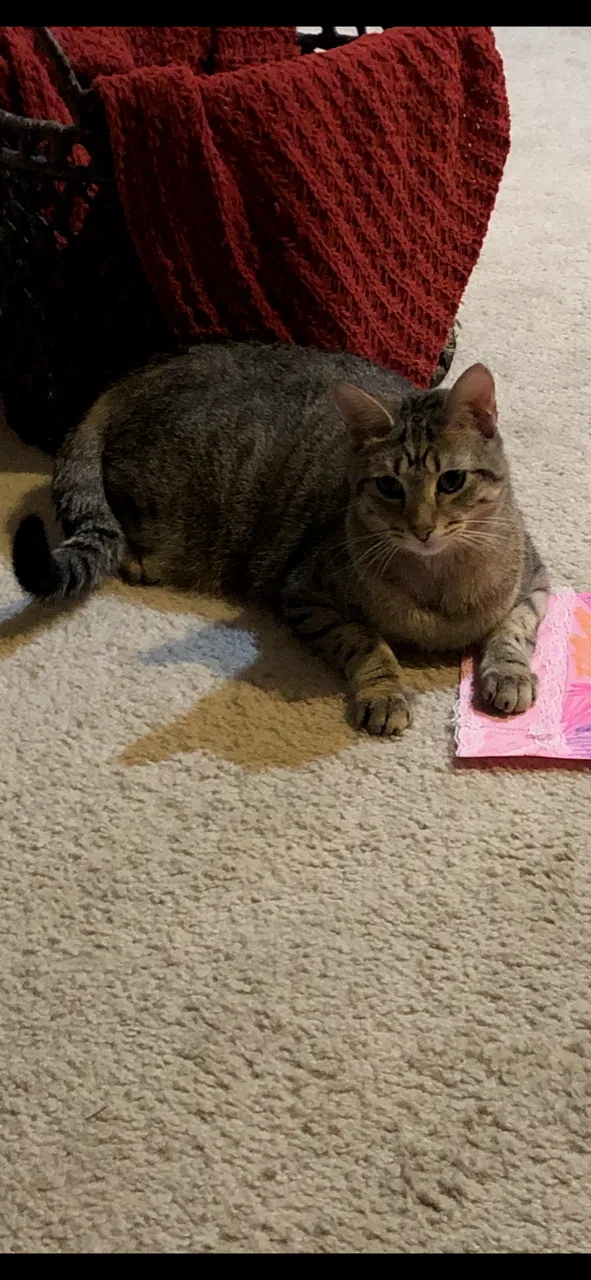 Lost cat in Holly Springs, NC, 27540