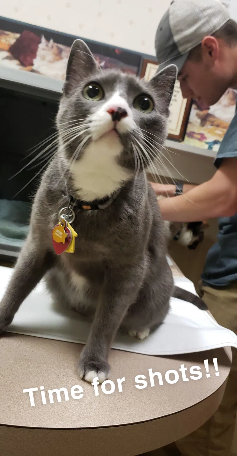 Lost cat in Bryan, TX, 77803