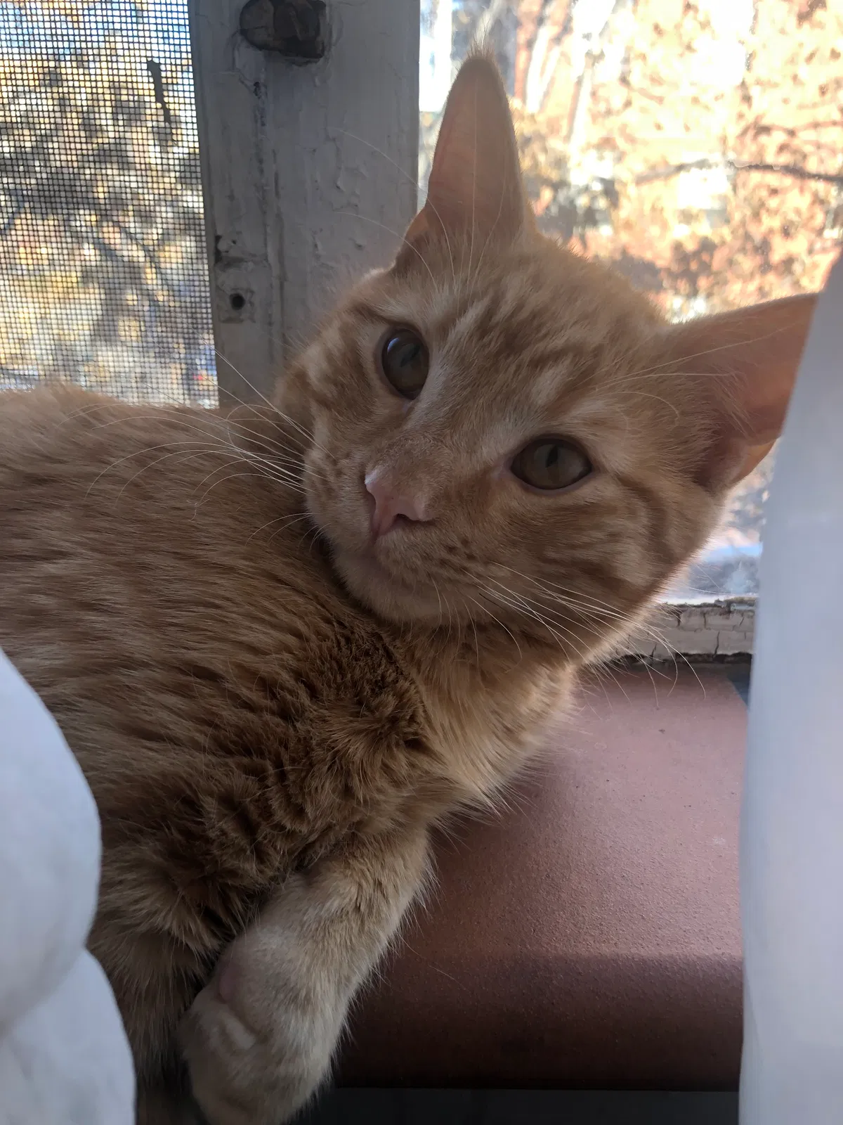 Lost cat in Denver, CO, 80237