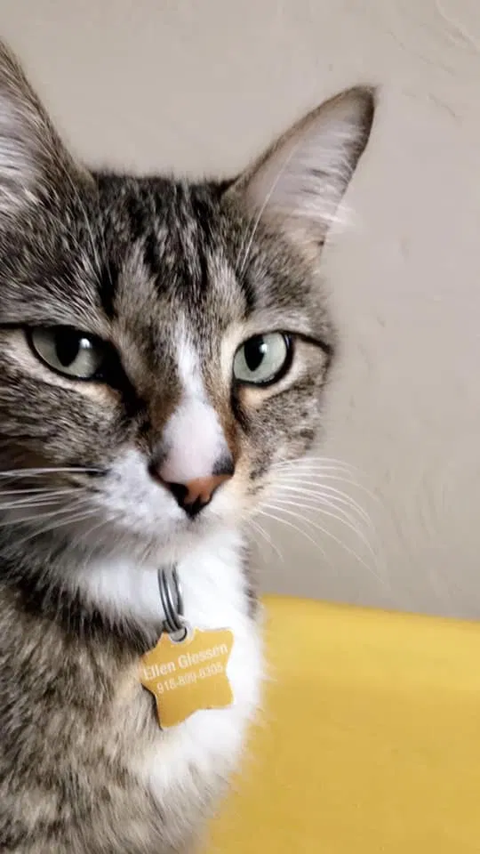 Lost cat in Tulsa, OK, 74133