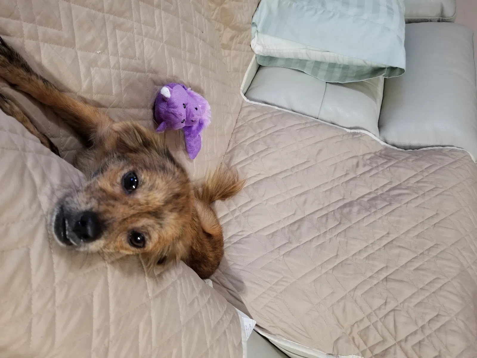 Lost dog in Miami, FL, 33186