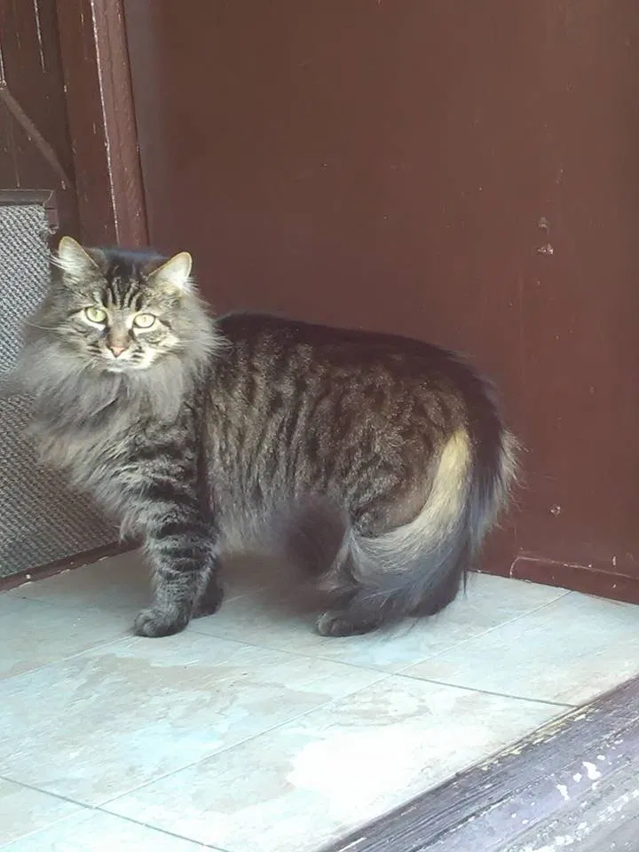 Lost cat in Wilkes Barre, PA, 18702