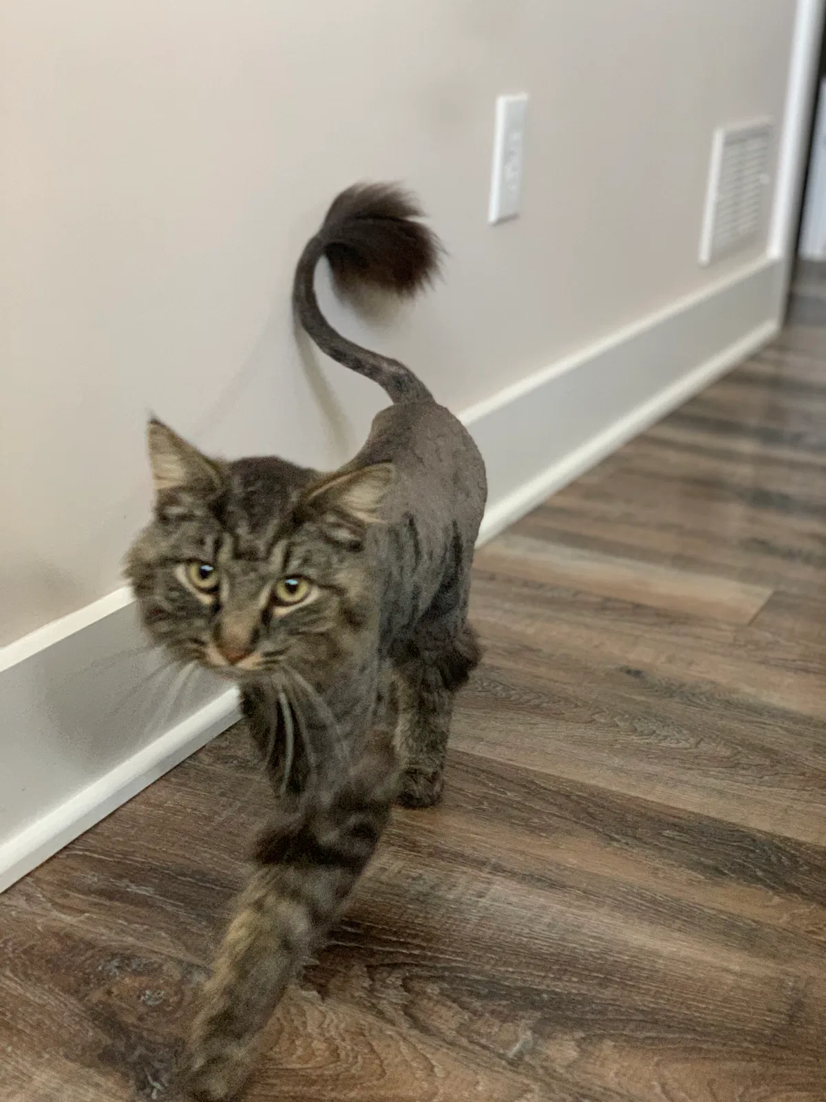 Lost cat in Bowling Green, KY, 42103