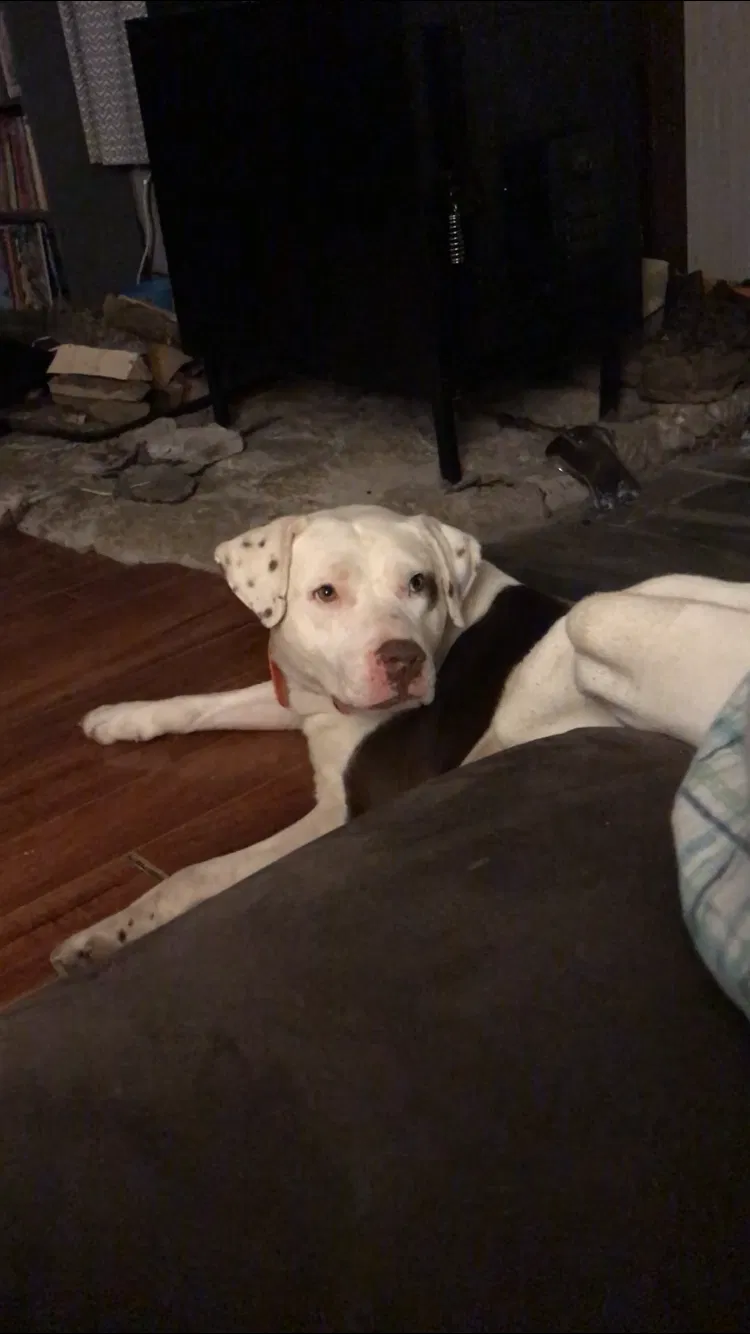 Lost dog in Magnolia, KY, 42757