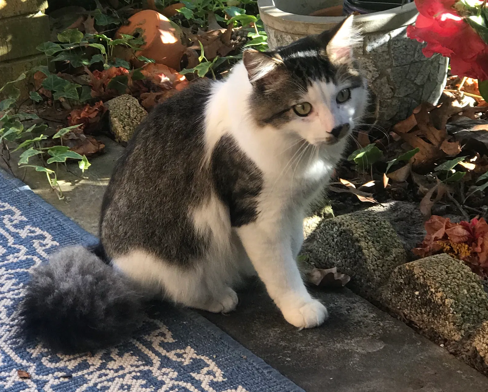Lost cat in Middleburg, FL, 32068