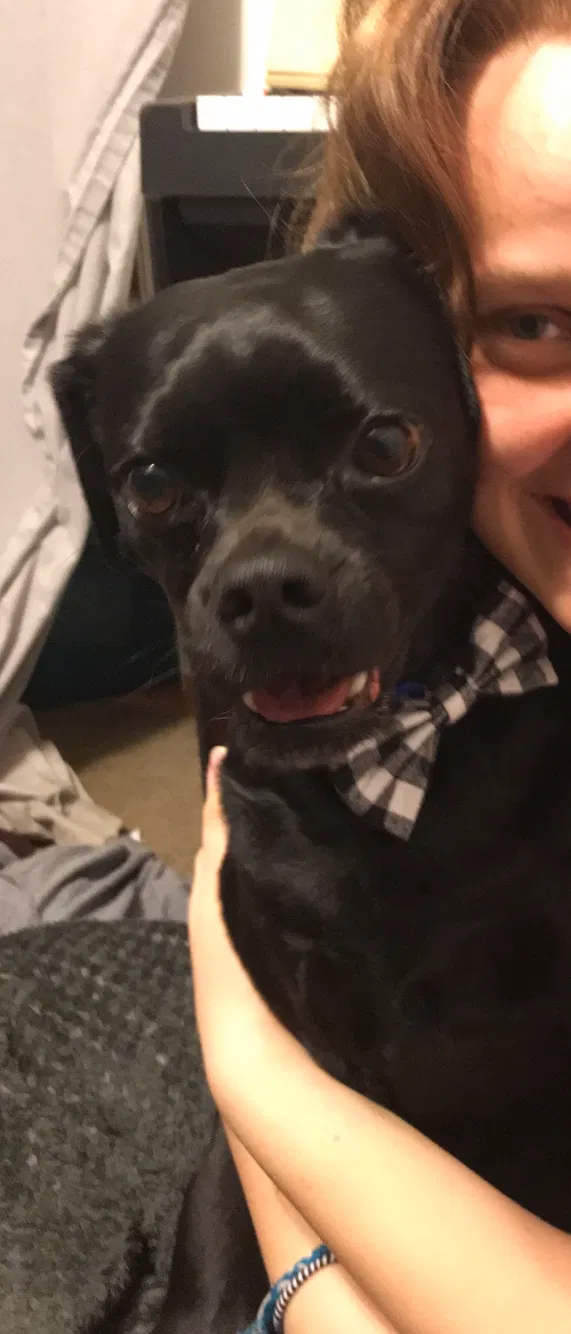 Lost dog in Belton, MO, 64012