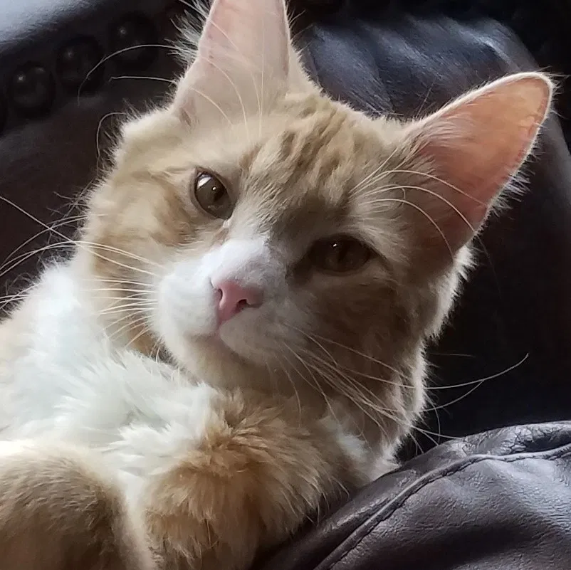 Lost cat in Prescott, AZ, 86303