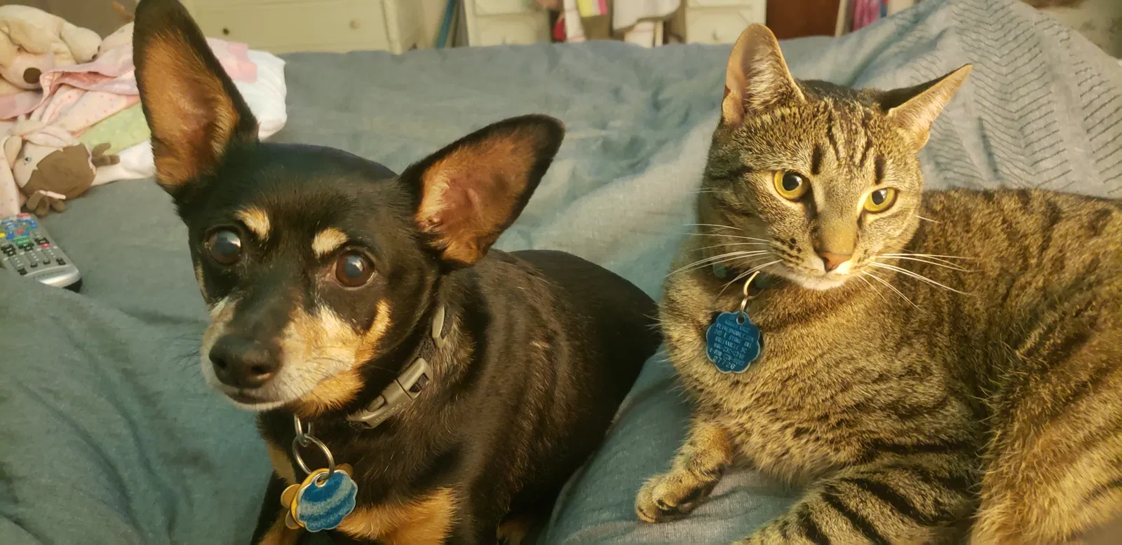 Lost cat in Greenville, SC, 29615