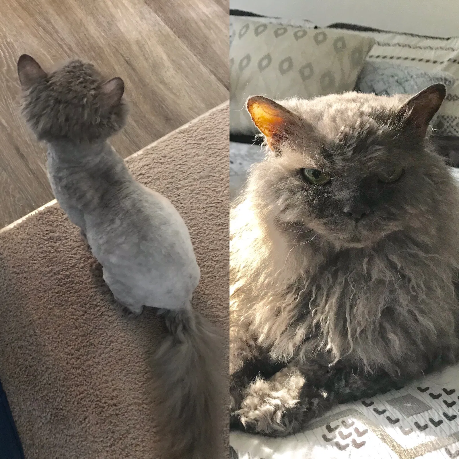 Lost cat in Lorton, VA, 22079