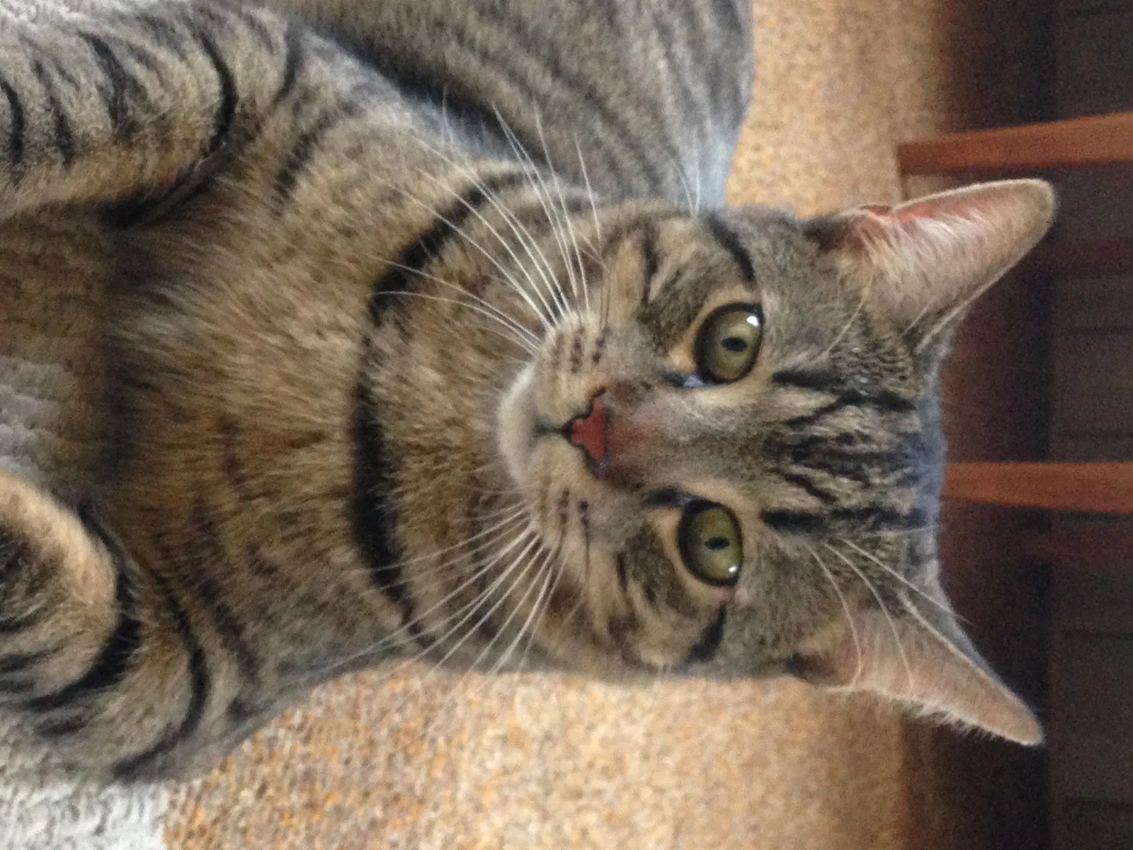 Lost cat in Orland Park, IL, 60462