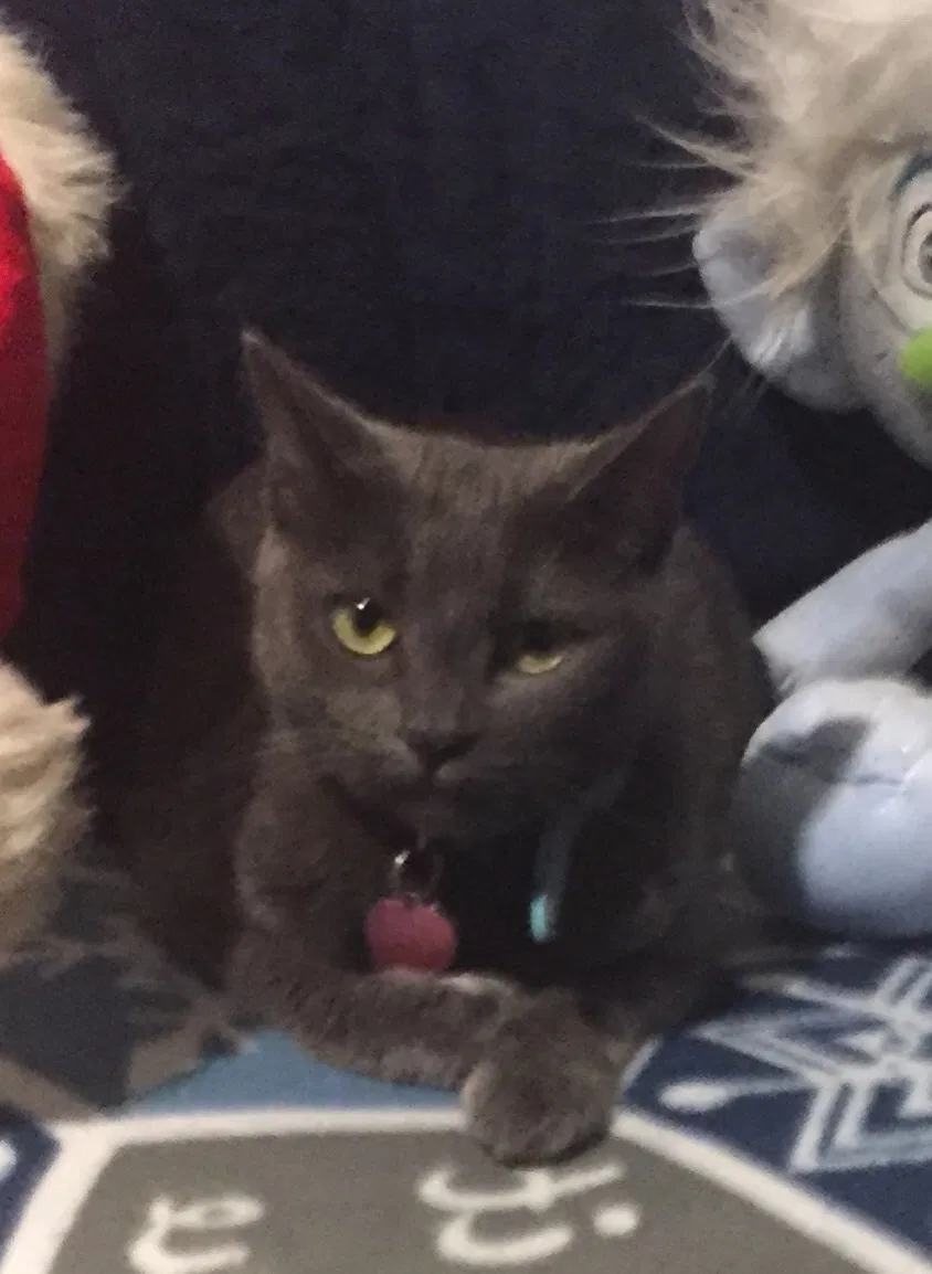 Lost cat in Cocoa, FL, 32926
