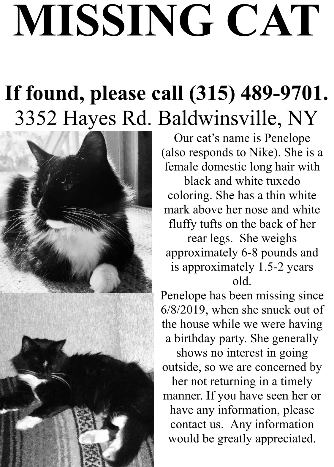 Lost cat in Baldwinsville, NY, 13027