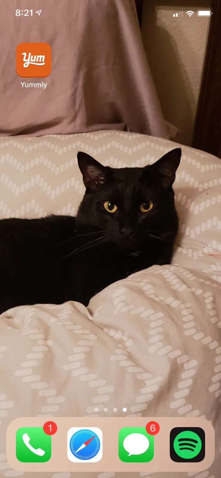 Lost cat in Richmond, TX, 77406