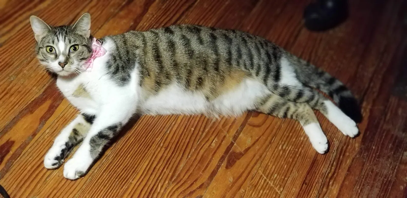 Lost cat in Houston, TX, 77009