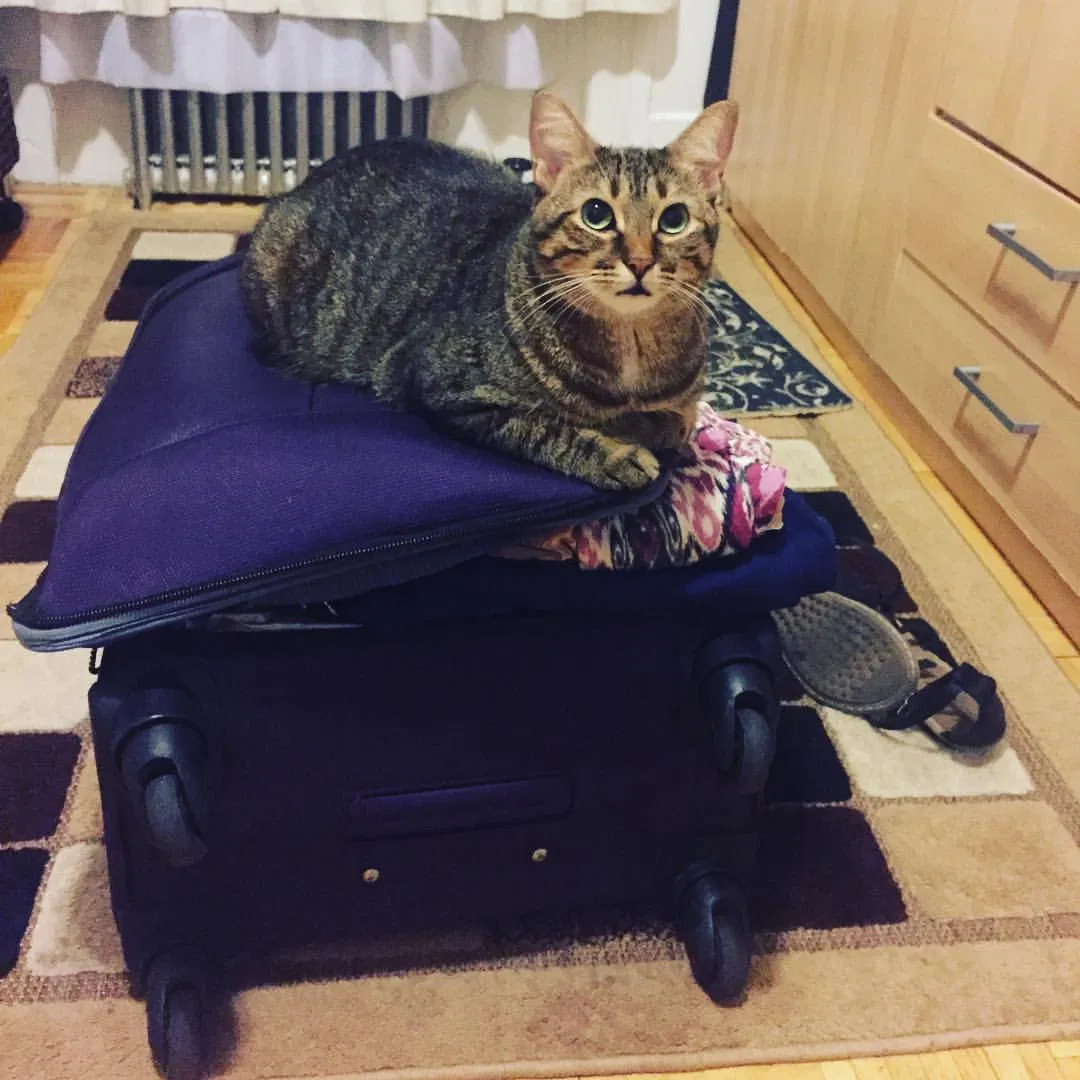 Lost cat in Waconia, MN, 55387
