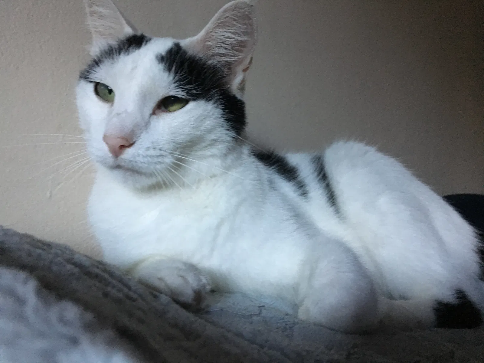 Lost cat in Nashville, TN, 37221