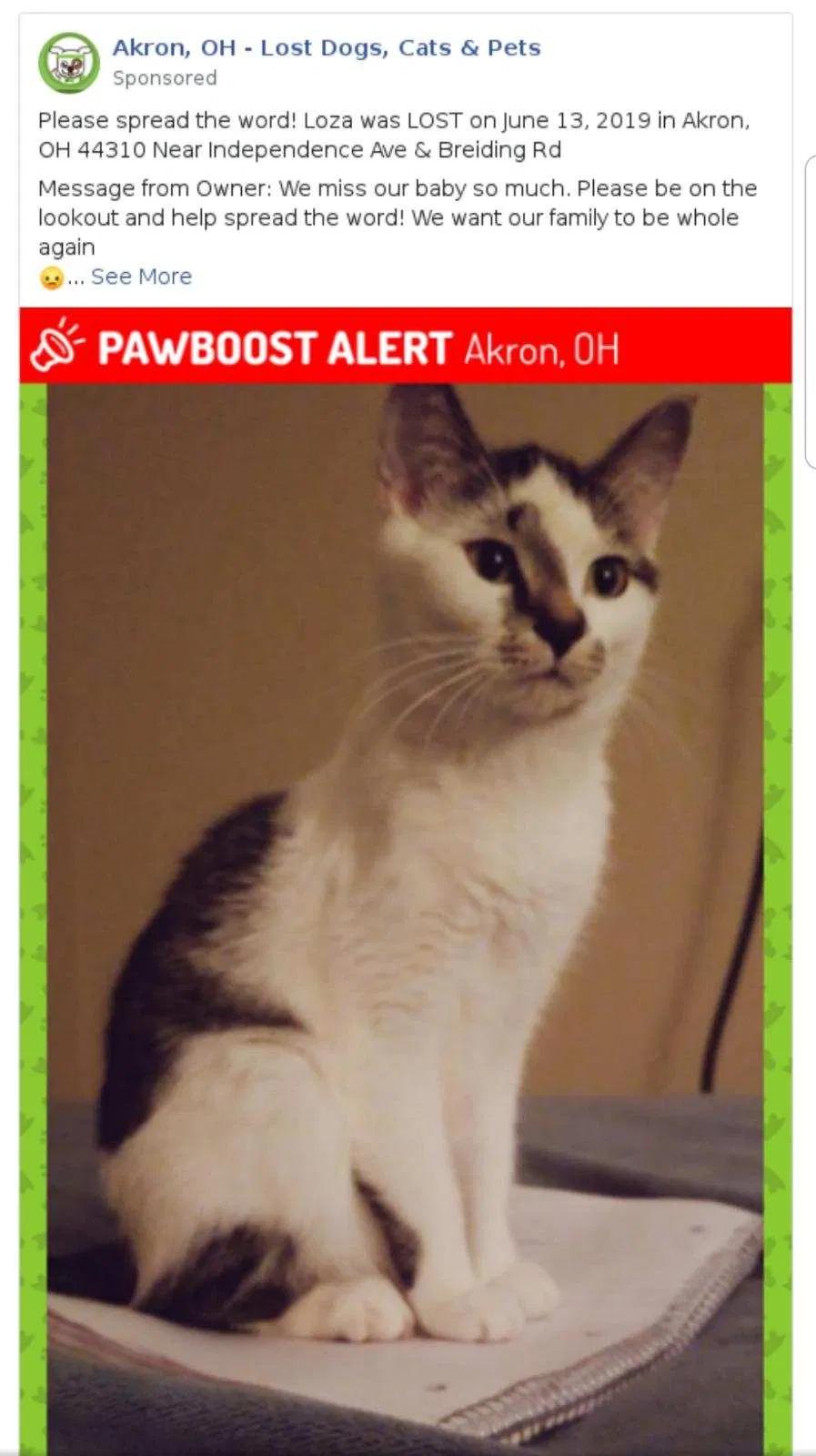 Lost cat in Akron, OH, 44310