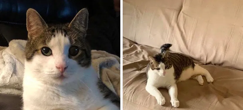 Lost cat in Syracuse, NY, 13206